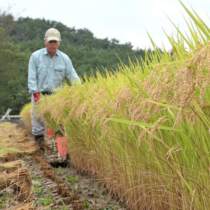【ふるさと納税】令和7年 米 はぜかけ米 予約 7kg 自然乾燥 天日乾燥 長野 麻績村 5kg + 2kg はざかけ米 信州 長野県 麻績 令和7年産 - 画像3