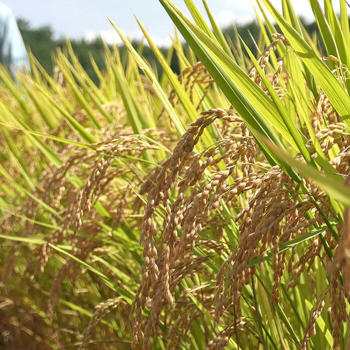 【ふるさと納税】令和7年 米 はぜかけ米 予約 7kg 自然乾燥 天日乾燥 長野 麻績村 5kg + 2kg はざかけ米 信州 長野県 麻績 令和7年産 - 画像2