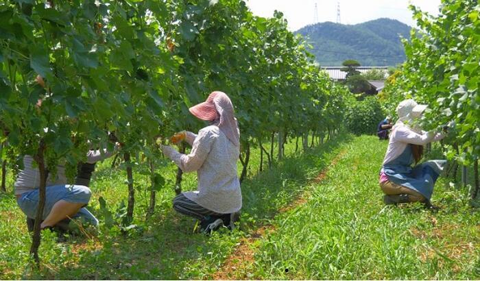 【ふるさと納税】赤ワイン メルロー ヤマブドウ ワイングラス 割れない ペア セット エコ ワイン・グラス セット（赤ワイン2本＋グラス2個）1256 サムネイル2