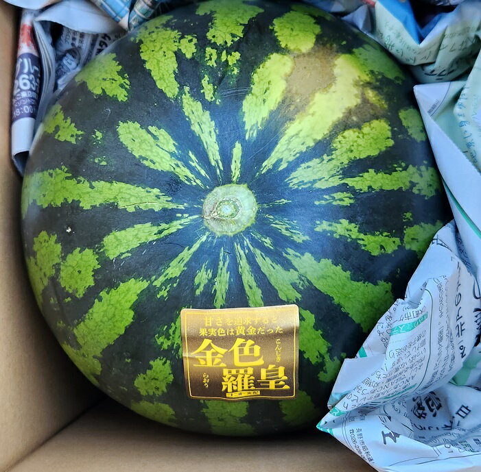 【ふるさと納税】先行予約 すいか スイカ 西瓜 金色羅皇 こんじきらおう 希少 人気 新品種 黄色 ゴールド 数量限定 糖度 大玉 山形村産 金色羅皇 1玉（9kg以上）中川農園 3209 サムネイル2