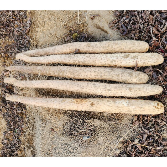 【ふるさと納税】3214 信州山形村産 長いも 秀 10kg - 画像2