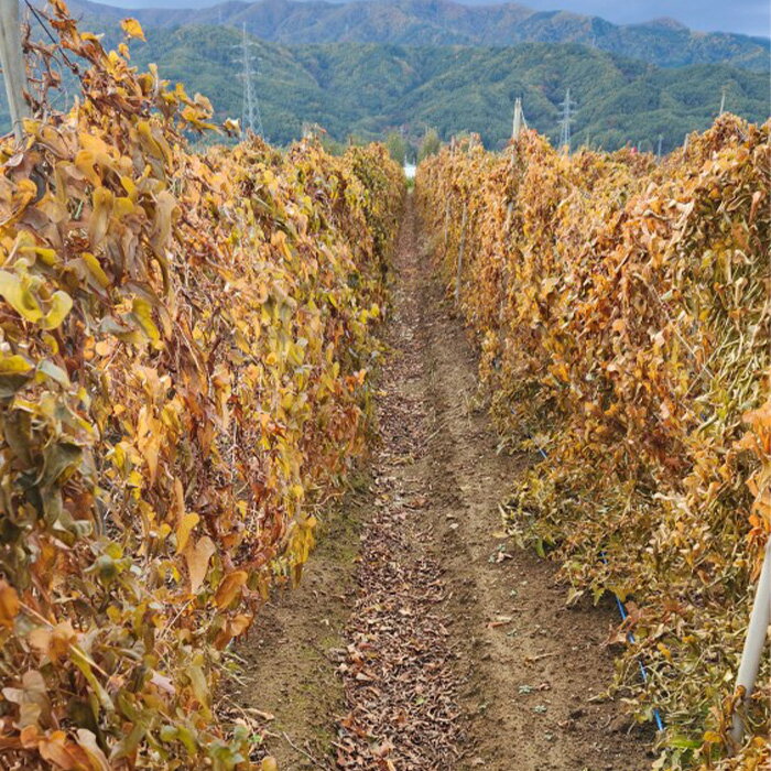 【ふるさと納税】3214 信州山形村産 長いも 秀 10kg - 画像3