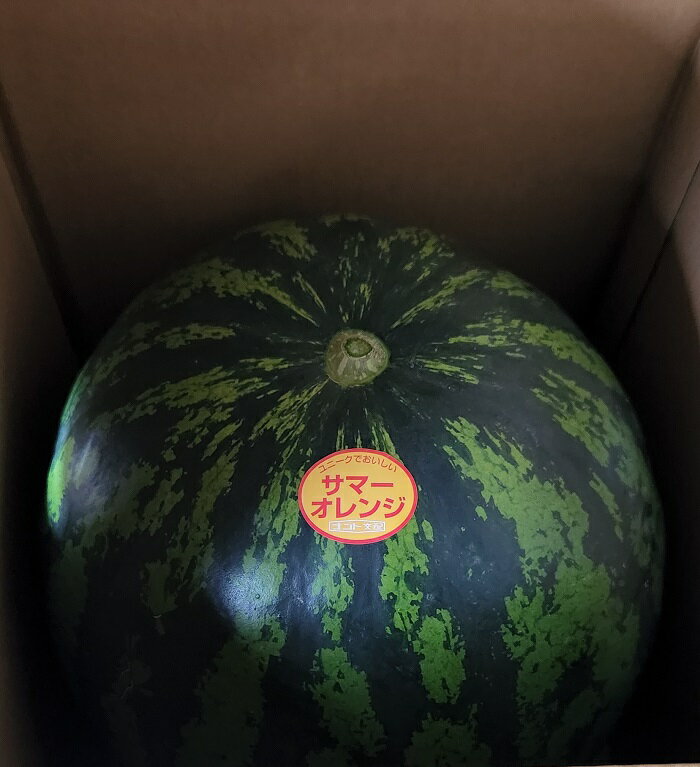 【ふるさと納税】3201 長野県山形村産 すいか「サマーオレンジ」 1玉（9kg前後） サムネイル3