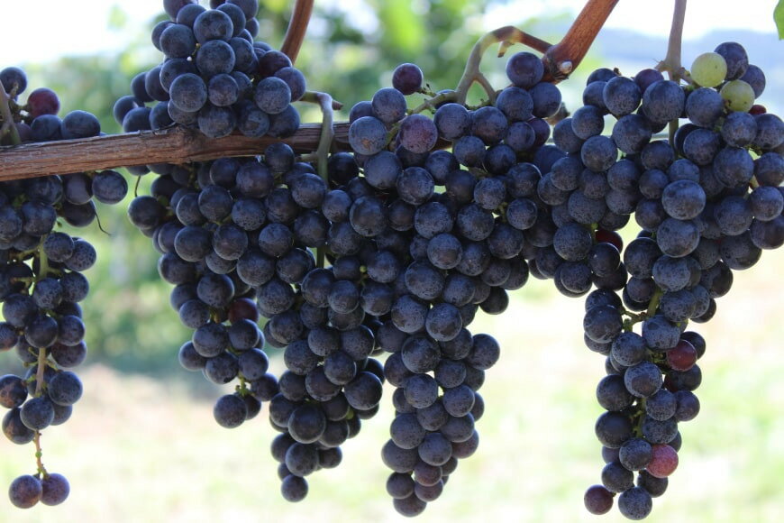 【ふるさと納税】 【選べる発送回数】 赤ワイン 安曇野メルロー 750ml 1本 1回 3回 6回 12回 [シャトー・メルシャン 勝沼ワイナリー 長野県 池田町 48110755] 赤 ワイン ギフト お酒 シャトー サムネイル2