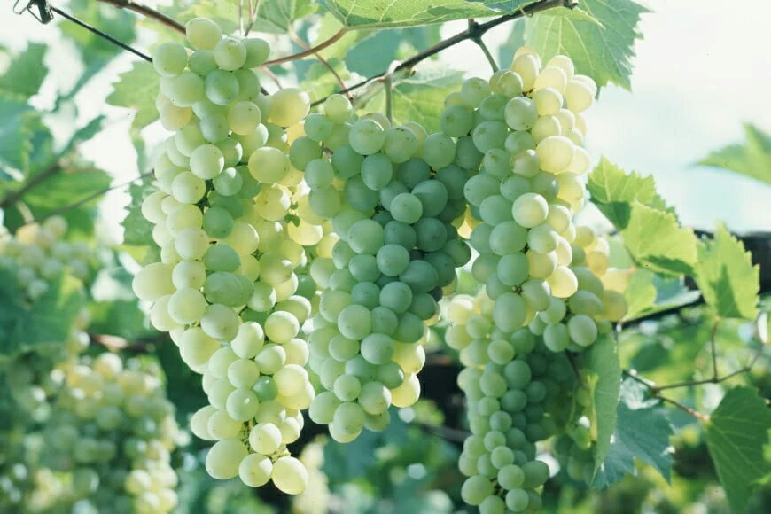 【ふるさと納税】 【選べる発送回数】 ワイン 赤 白 安曇野メルロー & 安曇野シャルドネ 各 750ml 計 2本 1回 3回 6回 12回 [シャトー・メルシャン 勝沼ワイナリー 長野県 池田町 48110756] 飲み比べ 赤ワイン 白ワイン 赤白 サムネイル3