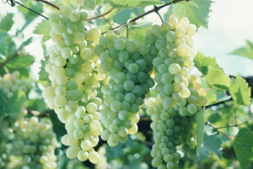 【ふるさと納税】 【選べる発送回数】 白ワイン 安曇野シャルドネ 750ml 1本 1回 3回 6回 12回 [シャトー・メルシャン 勝沼ワイナリー 長野県 池田町 48110757] 白 ワイン ギフト サムネイル2