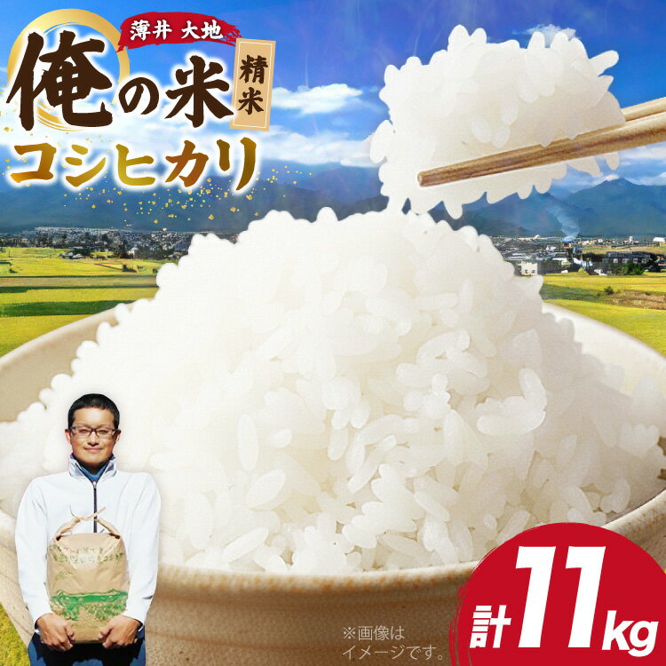 【俺の米】米 令和7年 コシヒカリ 精米 11kg [薄井 大地 長野県 池田町 48110784] お米 白米 ごはん こしひかり 美味しい 農家 直送