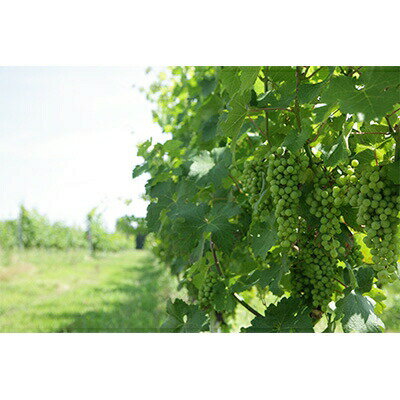 【ふるさと納税】 【選べる発送回数】 赤ワイン サッポロ グランポレール 安曇野池田ヴィンヤード「メルロー」 750ml 1本 1回 3回 6回 12回 [池田町ハーブセンター 長野県 池田町 48110754] 赤 ワイン フルボディ 濃厚 凝縮 お酒 酒 サムネイル2