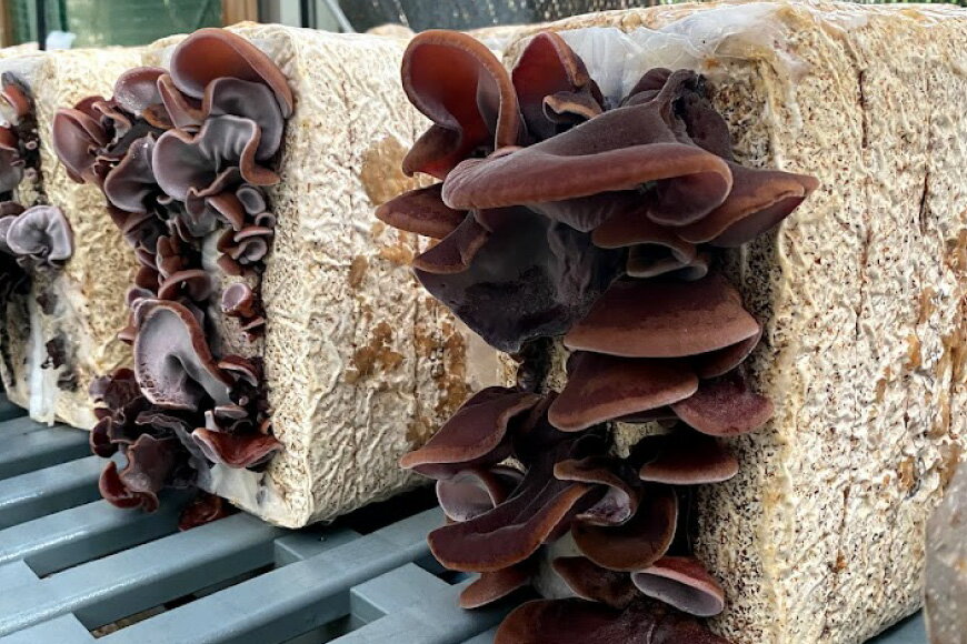 【ふるさと納税】 信州あづみ野産 乾燥 きくらげ 20g [安曇野ベジタブル 長野県 池田町 48110475] 国産 キクラゲ きのこ キノコ 佃煮 コリコリ メール便 - 画像3