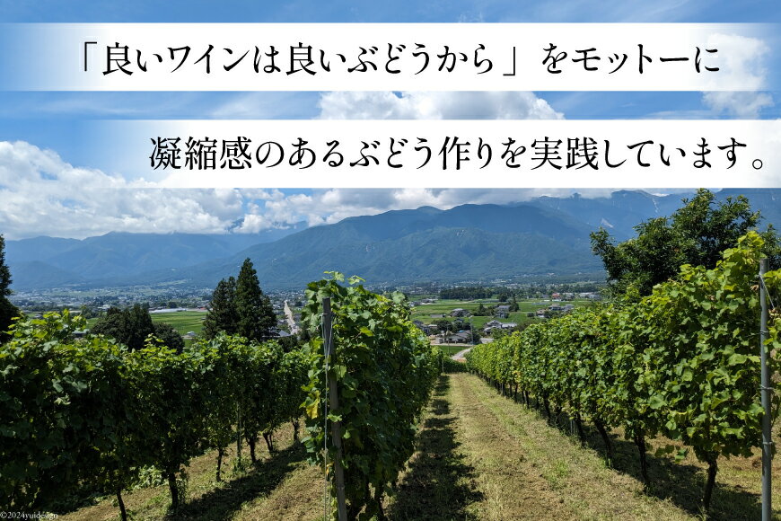 【ふるさと納税】 白 ワイン テンポ ビアンコ 750ml [Poggio Verde（ポッジョ ヴェルデ） 長野県 池田町 48110668] 白ワイン わいん スパークリング 国産ぶどう使用 お酒 酒 アルコール サムネイル3