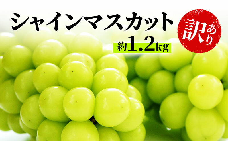 【ふるさと納税】訳あり シャインマスカット 約1.2kg 粒 柳澤果樹園 ぶどう 長野 マスカット ブドウ フルーツ 果物 シャイン 果物類 　お届け：2025年9月中旬～11月上旬 サムネイル2