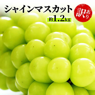 訳あり シャインマスカット 約1.2kg 粒 柳澤果樹園 ぶどう 長野 マスカット ブドウ フルーツ 果物 シャイン 果物類 　お届け：2025年9月中旬～11月上旬
