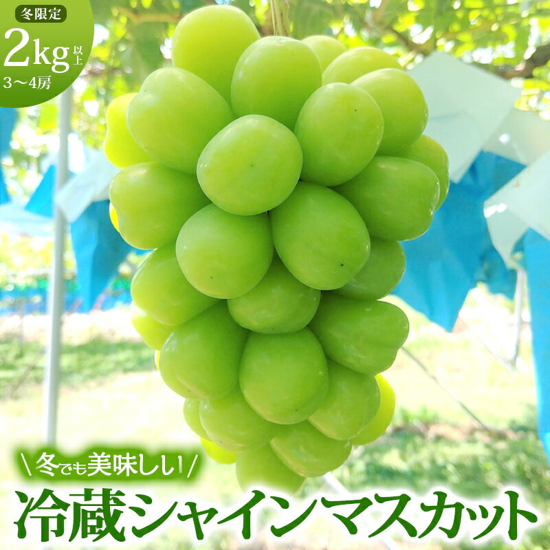 【ふるさと納税】【11・12月発送】富山葡萄園の冷蔵シャインマスカット 2kg以上（3-4房）長野 信州 坂城 産地直送※配送不可エリアあり※ 果物類 ぶどう ブドウ フルーツ 　お届け：2025年11月中旬～12月下旬 サムネイル2