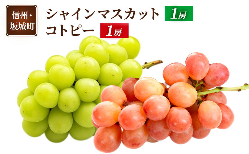 【ふるさと納税】ぶどう シャインマスカット 1房 コトピー 1房 葡萄 ブドウ フルーツ 果物 デザート おやつ 信州 長野 坂城町　お届け：2025年10月中旬～2025年11月下旬 サムネイル2