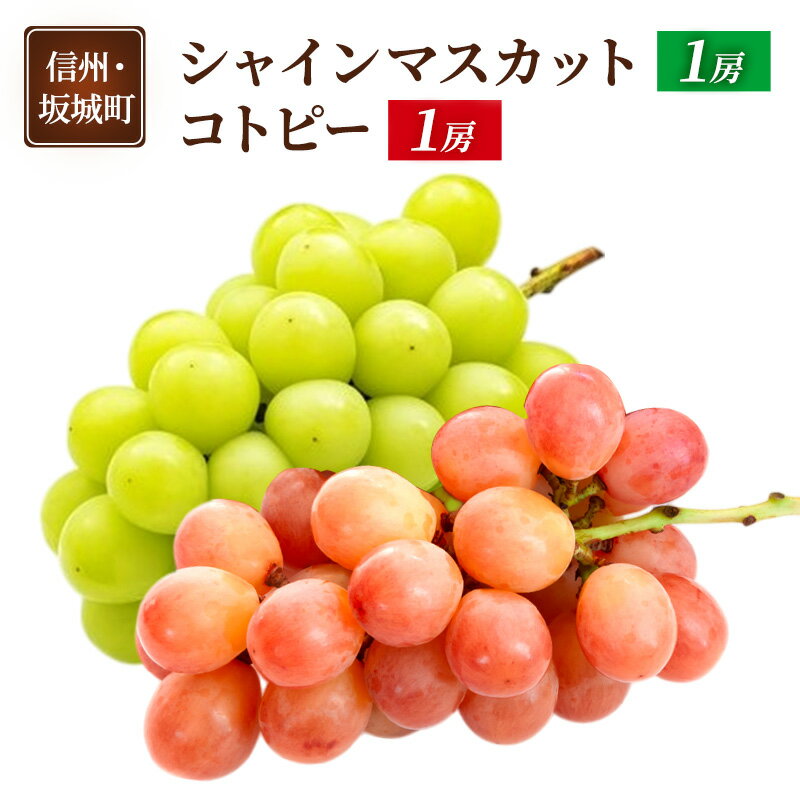 ぶどう シャインマスカット 1房 コトピー 1房 葡萄 ブドウ フルーツ 果物 デザート おやつ 信州 長野 坂城町　お届け：2025年10月中旬～2025年11月下旬