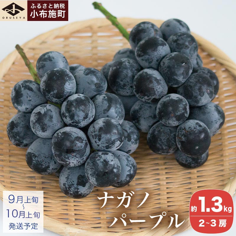 ナガノパープル 約1.3kg 2～3房 ［小布施屋］果物 フルーツ ぶどう 葡萄 長野県産 信州産 小布施 デザート 冷蔵便 クール便 先行予約 数量限定 令和8年産【2026年9月上旬～10月上旬発送】
