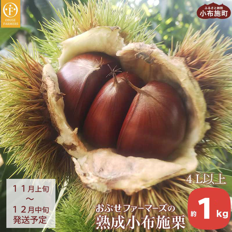 熟成小布施栗 約1kg 4L以上限定［おぶせファーマーズ］ 生栗 くり 果物 フルーツ クール便 冷蔵便 長野県産 信州産 先行予約 数量限定 令和7年産 【2025年11月上旬〜12月中旬発送】
