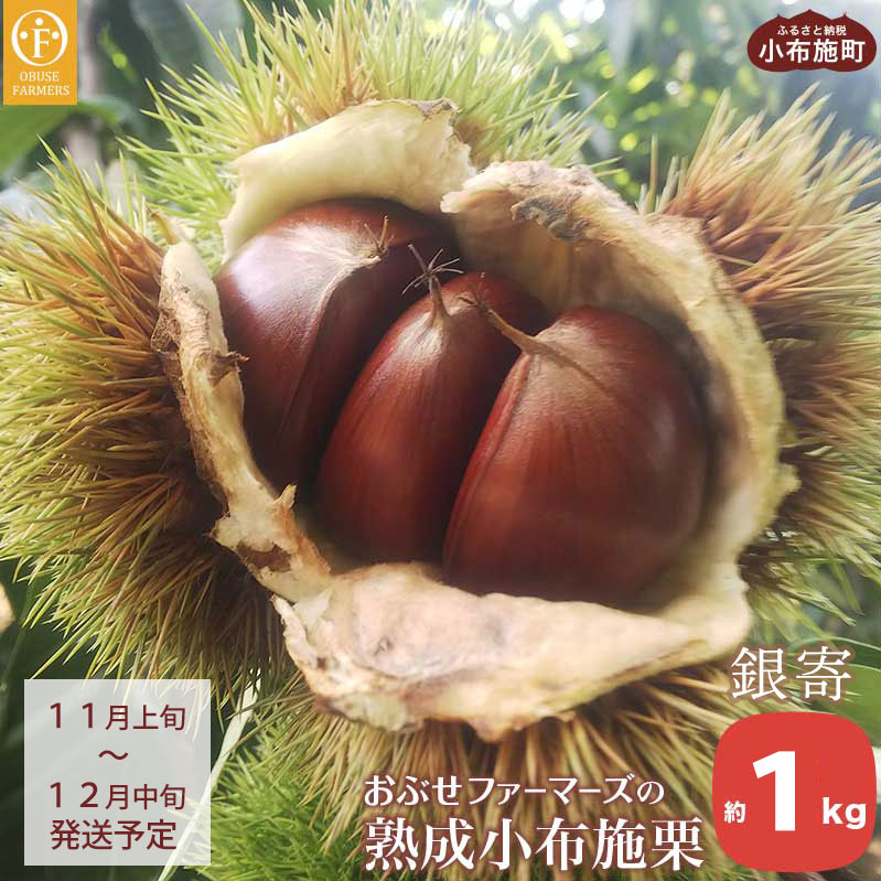 熟成小布施栗「銀寄」 約1kg ［おぶせファーマーズ］ 生栗 くり 果物 フルーツ クール便 冷蔵便 長野県産 信州産 先行予約 数量限定 令和7年産 【2025年11月上旬〜12月中旬発送】