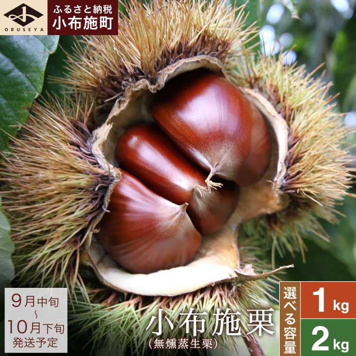 小布施栗（無燻蒸生栗） 選べる内容量 約1kg 約2kg ［小布施屋］ 果物 フルーツ 生栗 くり 日本三大栗 先行予約 数量限定 秋の味覚 長野県産 信州産 ブランド栗 クール便 冷蔵便 特産品 ご当地 名物 令和7年産 【2025年9月中旬～10月下旬発送】