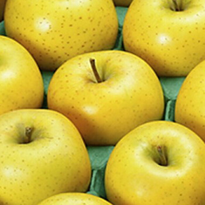 【ふるさと納税】シナノゴールド 約5kg 12～18玉 ［小布施屋］ りんご 林檎 リンゴ 果物 フルーツ 長野県産 信州産 数量限定 先行予約 特産 産地直送 産直 令和7年産 【2025年10月下旬～11月下旬発送】 サムネイル2