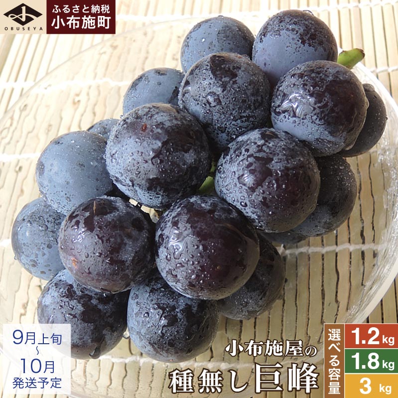 種無し巨峰 約1.2kg 約1.8kg 約3kg 選べる内容量 ［小布施屋］ 種なし 果物 フルーツ ぶどう 葡萄 種無し 種なし クール便 冷蔵便 先行予約 数量限定 長野県産 信州産 デザート 令和8年産 【2026年9月上旬～10月発送】