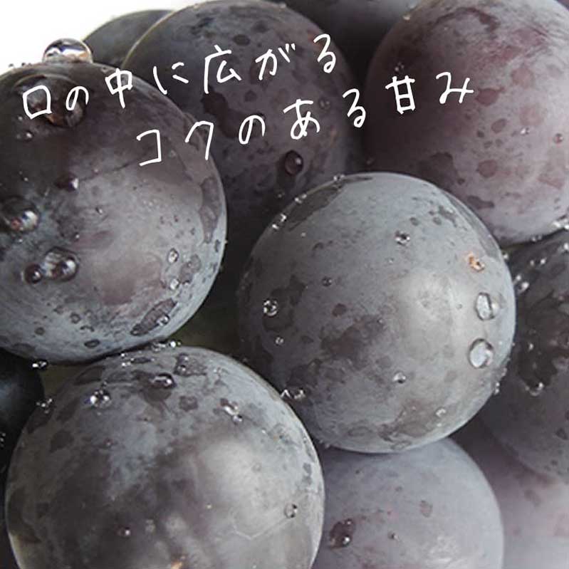 【ふるさと納税】種無し巨峰 約1.2kg 約1.8kg 約3kg 選べる内容量 ［小布施屋］ 種なし 果物 フルーツ ぶどう 葡萄 種無し 種なし クール便 冷蔵便 先行予約 数量限定 長野県産 信州産 デザート 令和8年産 【2026年9月上旬～10月発送】 - 画像3