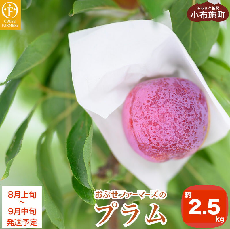 プラム 約2.5kg ［おぶせファーマーズ］数量限定 果物類 フルーツ 長野県産 信州産 クール便 冷蔵便 お取り寄せグルメ 令和8年産 【2026年8月上旬～9月中旬発送予定】