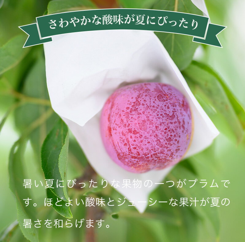 【ふるさと納税】プラム 約2.5kg ［おぶせファーマーズ］数量限定 果物類 フルーツ 長野県産 信州産 クール便 冷蔵便 お取り寄せグルメ 令和8年産 【2026年8月上旬～9月中旬発送予定】 - 画像2