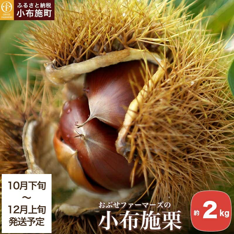 小布施栗 約2kg［おぶせファーマーズ］ 果物 フルーツ 栗 生栗 長野県産 信州産 【2025年10月下旬～2025年12月上旬発送】