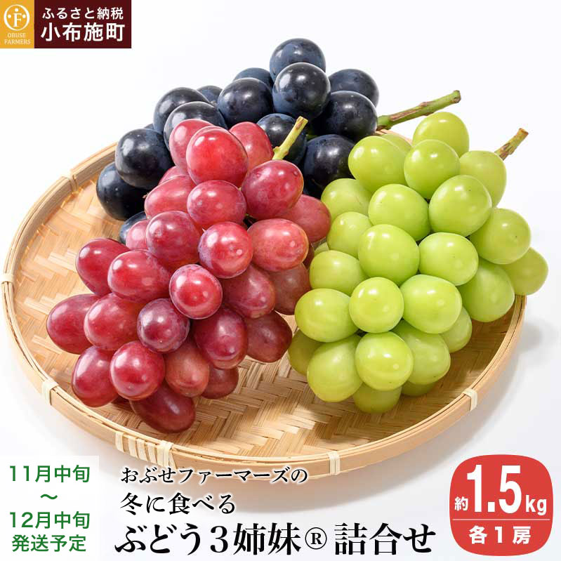 冬に食べるぶどうぶどう3姉妹® シャインマスカット ＆ ナガノパープル ＆ クイーンルージュ® 詰合せ 各1房 約1.5kg [おぶせファーマーズ] 数量限定 果物 フルーツ ぶどう 葡萄 長野県産 信州産 クール便 食べ比べ 【2025年11月中旬〜12月中旬発送】