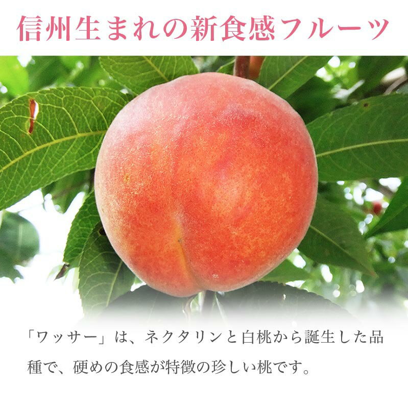 【ふるさと納税】 先行予約 ワッサー 約2kg 約3kg 選べる 内容量 ［小布施屋］フルーツ 果物 長野県産 信州産 クール便 冷蔵便 数量限定 産地直送 令和8年産【2026年8月上旬～8月下旬発送】 - 画像2