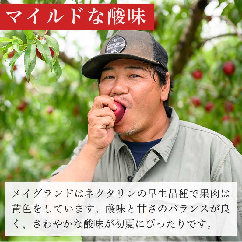 【ふるさと納税】 先行予約 メイグランド 約2.6kg ［おぶせファーマーズ］先行予約 ネクタリン 果物 フルーツ 桃 もも 冷蔵便 クール便 長野県産 信州産 送料無料 令和8年産【2026年7月中旬〜8月上旬発送】 - 画像3
