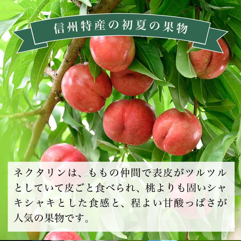 【ふるさと納税】先行予約 サマークリスタル 約2.6kg ［おぶせファーマーズ］先行予約 ネクタリン 果物 フルーツ 桃 もも 冷蔵便 クール便 長野県産 信州産 送料無料 令和8年産【2026年7月中旬〜8月上旬発送】 - 画像2