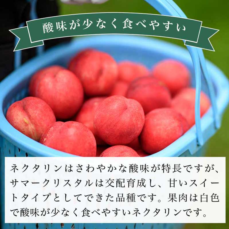 【ふるさと納税】先行予約 サマークリスタル 約2.6kg ［おぶせファーマーズ］先行予約 ネクタリン 果物 フルーツ 桃 もも 冷蔵便 クール便 長野県産 信州産 送料無料 令和8年産【2026年7月中旬〜8月上旬発送】 - 画像3