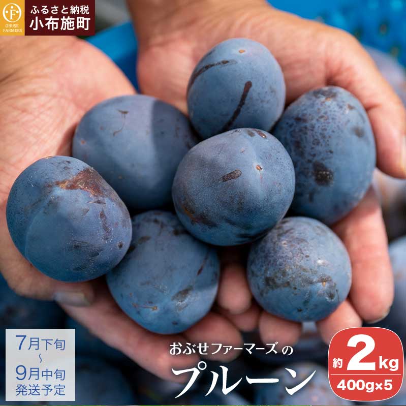 プルーン 約2kg ［おぶせファーマーズ］ 果物 フルーツ 長野県産 信州産 クール便 冷蔵便 産地直送 令和8年産 【2026年7月下旬〜9月中旬発送】