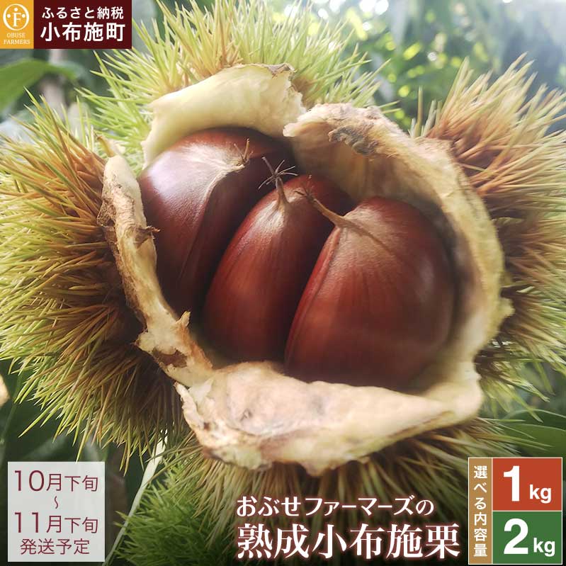 熟成小布施栗 選べる内容量 約1kg 約2kg ［おぶせファーマーズ］ 生栗 くり 果物 フルーツ クール便 冷蔵便 長野県産 信州産 先行予約 数量限定 令和7年産 【2025年10月下旬〜11月下旬発送】