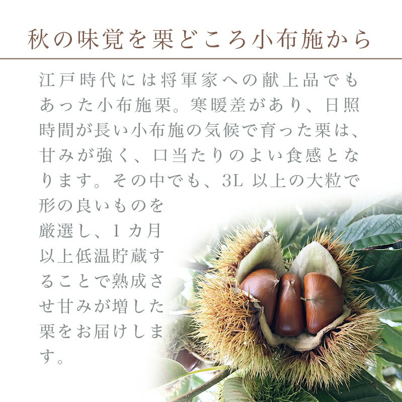 【ふるさと納税】 熟成小布施栗 選べる内容量 約1kg 約2kg ［おぶせファーマーズ］ 生栗 くり 果物 フルーツ クール便 冷蔵便 長野県産 信州産 先行予約 数量限定 令和7年産 【2025年10月下旬〜11月下旬発送】 サムネイル2