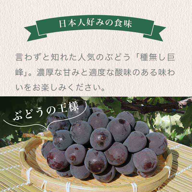 【ふるさと納税】【選べる】種無し巨峰 約1.8kg 3〜4房 約4kg 8〜12房［ おぶせファーマーズ ］果物類 フルーツ 葡萄 ぶどう ブドウ 長野県産 信州産 先行予約 数量限定 冷蔵便 クール便 令和8年産【2026年9月上旬〜10月中旬発送】 - 画像2