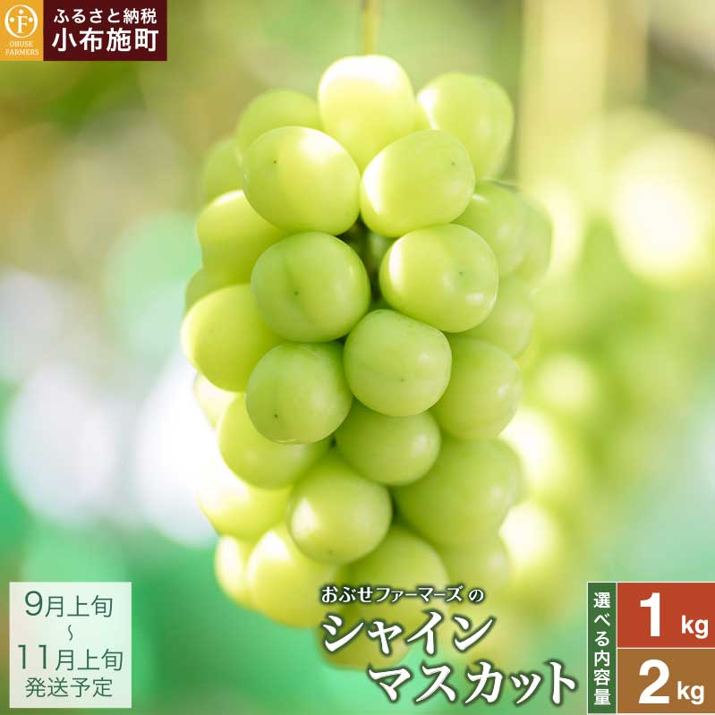 シャインマスカット 約1kg 2房 約2kg 3〜5房 ［おぶせファーマーズ］ 先行予約 果物 フルーツ 産地直送 種無しぶどう 種なしブドウ 葡萄 数量限定 長野 信州 令和7年産 【2025年9月上旬〜11月上旬発送】