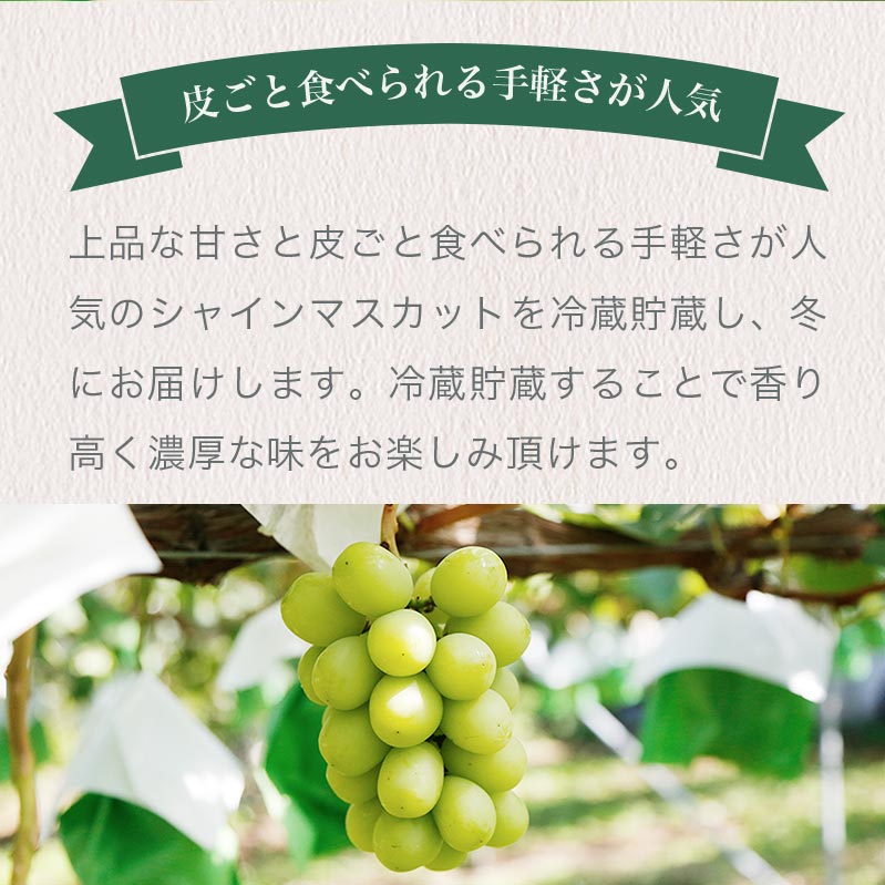 【ふるさと納税】冬に食べるシャインマスカット 約500g 1房 & 約1kg 2房 & 約2kg 3〜5房 ［ おぶせファーマーズ ］ぶどう ブドウ 葡萄 フルーツ 果物 くだもの 長野 信州 【2025年11月上旬～2026年2月上旬発送】 サムネイル2