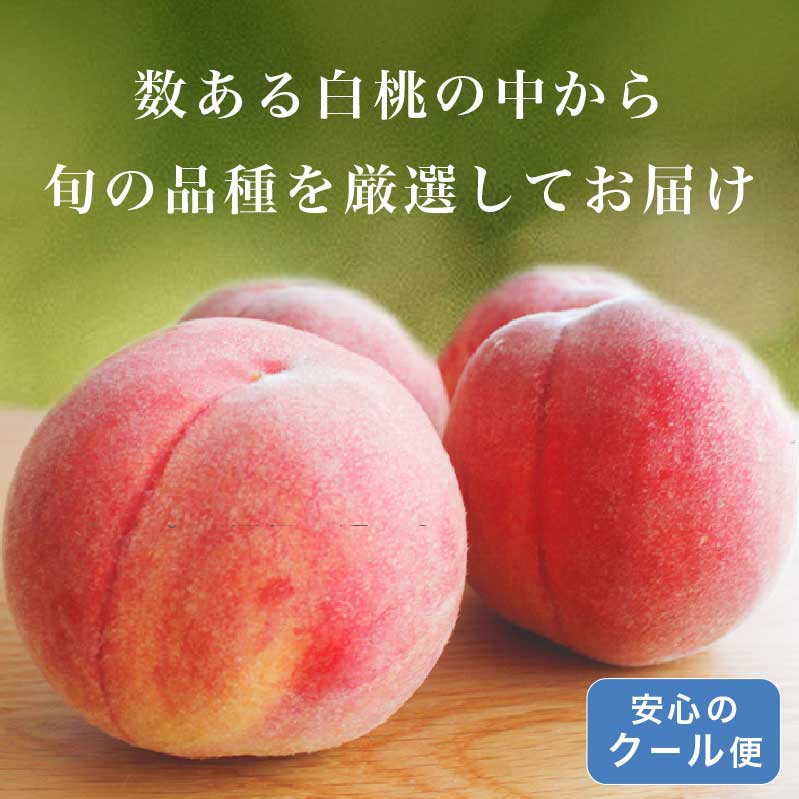 【ふるさと納税】 先行予約 桃 厳選 旬の白桃 約900g 約2kg 約3kg 選べる 内容量 ［小布施屋］ 長野県産 白桃 もも モモ フルーツ 果物 長野県産 信州産 クール便 冷蔵便 たまき なつき あかつき 川中島白鳳 川中島白桃など 令和8年産 【2026年7月上旬～9月中旬発送】 - 画像2