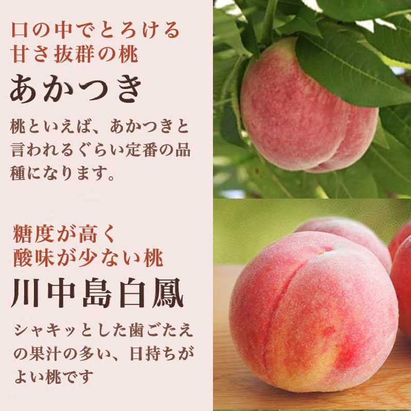 【ふるさと納税】 先行予約 桃 厳選 旬の白桃 約900g 約2kg 約3kg 選べる 内容量 ［小布施屋］ 長野県産 白桃 もも モモ フルーツ 果物 長野県産 信州産 クール便 冷蔵便 たまき なつき あかつき 川中島白鳳 川中島白桃など 令和8年産 【2026年7月上旬～9月中旬発送】 - 画像3