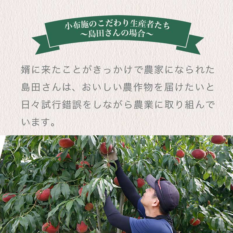 【ふるさと納税】 先行予約 川中島白鳳 約3kg 7～12玉 ［おぶせファーマーズ］桃 もも モモ ピーチ 果物 フルーツ 長野県産 信州産 先行予約 数量限定 産地 直送 クール便 冷蔵便 お取り寄せ 産地直送 送料無料 令和8年産【2026年7月下旬〜8月中旬発送】 - 画像3