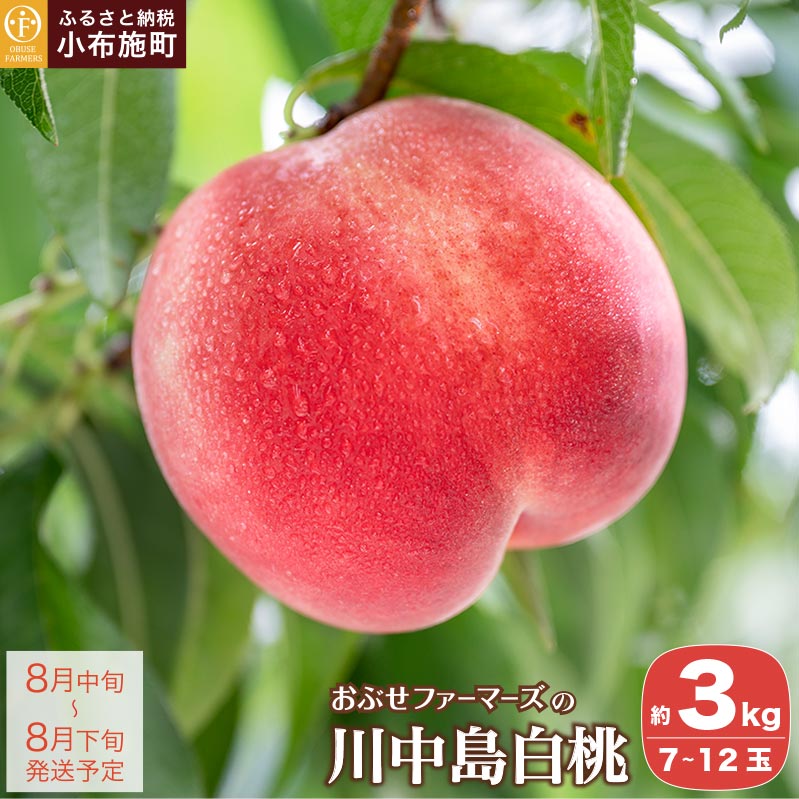先行予約 川中島白桃 約3kg 7～12玉 ［おぶせファーマーズ］ 桃 もも モモ ピーチ フルーツ 果物 先行予約 長野県産 信州産 クール便 冷蔵便お取り寄せ 産地直送 数量限定 産地 直送 令和8年産【2026年8月中旬〜下旬発送】