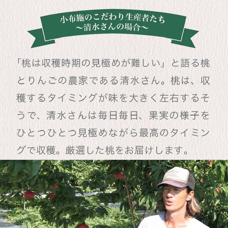 【ふるさと納税】 先行予約 川中島白桃 約3kg 7～12玉 ［おぶせファーマーズ］ 桃 もも モモ ピーチ フルーツ 果物 先行予約 長野県産 信州産 クール便 冷蔵便お取り寄せ 産地直送 数量限定 産地 直送 令和8年産【2026年8月中旬〜下旬発送】 - 画像3