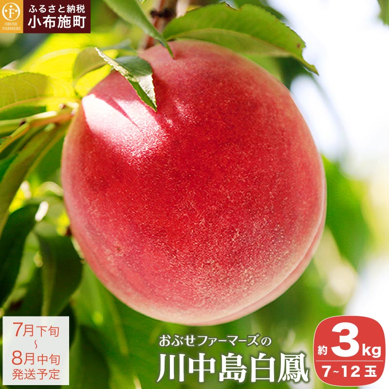 先行予約 川中島白鳳 約3kg 7～12玉 ［おぶせファーマーズ］桃 もも モモ ピーチ 果物 フルーツ 長野県産 信州産 先行予約 数量限定 産地 直送 クール便 冷蔵便 お取り寄せ 産地直送 送料無料 令和8年産【2026年7月下旬〜8月中旬発送】