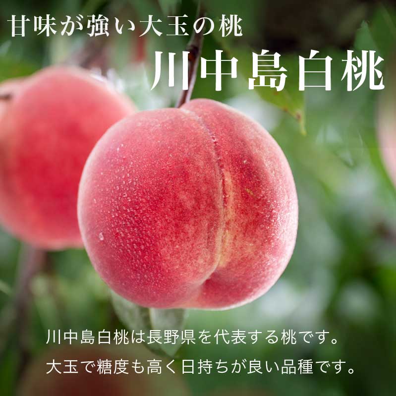 【ふるさと納税】 先行予約 川中島白桃 約3kg 7～12玉 ［おぶせファーマーズ］ 桃 もも モモ ピーチ フルーツ 果物 先行予約 長野県産 信州産 クール便 冷蔵便お取り寄せ 産地直送 数量限定 産地 直送 令和8年産【2026年8月中旬〜下旬発送】 - 画像2