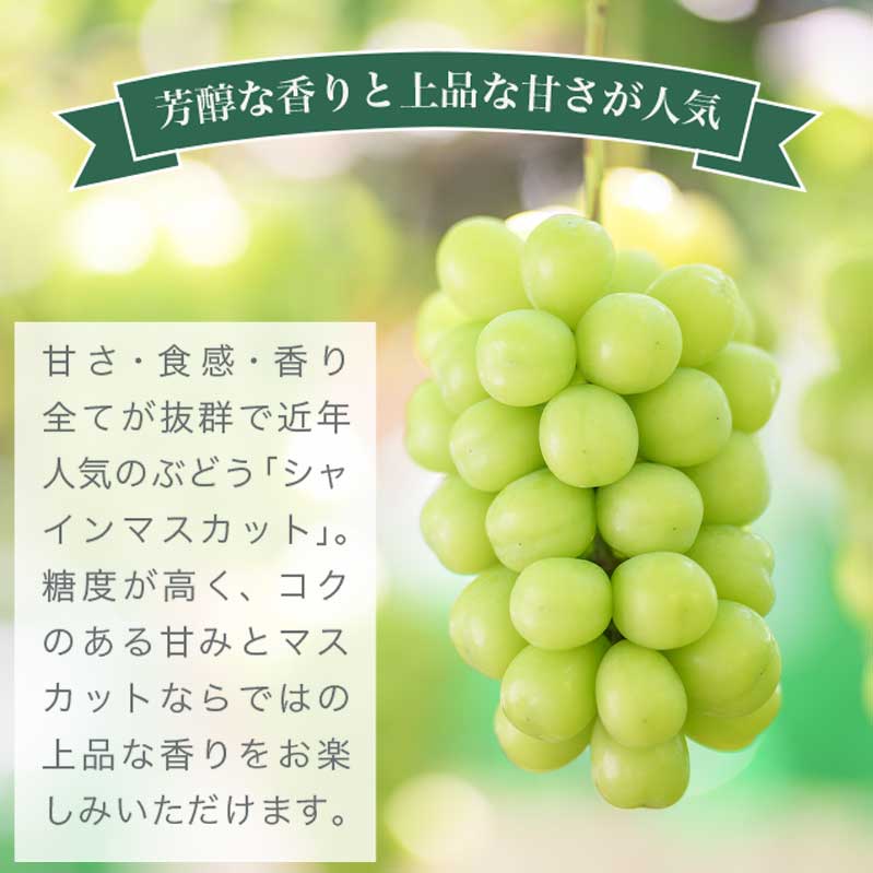 【ふるさと納税】シャインマスカット 約1kg 2房 約2kg 3〜5房 ［おぶせファーマーズ］ 先行予約 果物 フルーツ 産地直送 種無しぶどう 種なしブドウ 葡萄 数量限定 長野 信州 令和7年産 【2025年9月上旬〜11月上旬発送】 サムネイル2