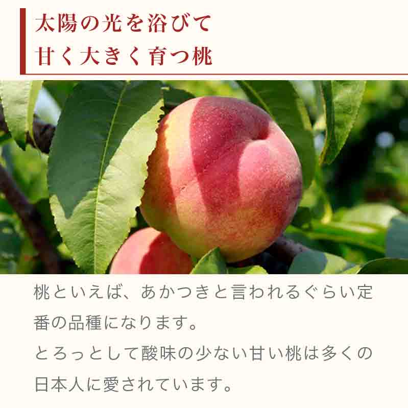 【ふるさと納税】 ＜先行予約＞ 桃 あかつき 約3kg 7～12玉 ［小布施屋］ もも モモ フルーツ 果物 先行予約 3kg 長野県産 信州産 クール便 冷蔵便 令和8年産【2026年7月末頃～8月上旬発送】 - 画像2