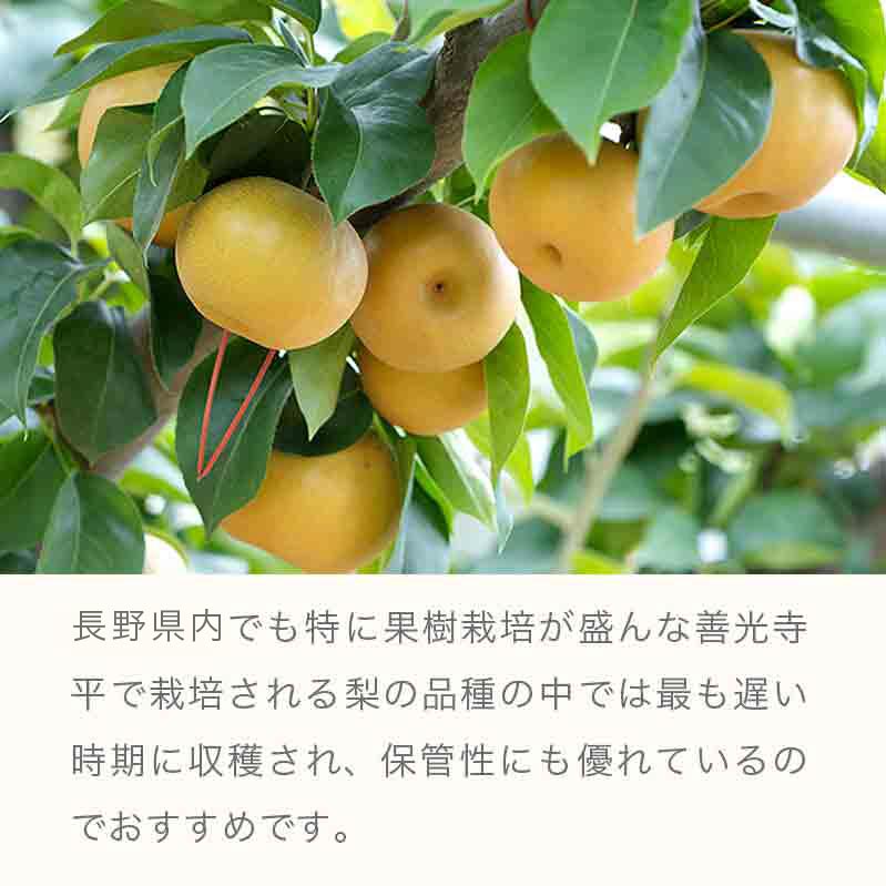 【ふるさと納税】南水梨 約5kg 10〜20玉 ［小布施屋］果物 フルーツ なし 梨 先行予約 数量限定 贈答 ギフト 長野県産 信州産 令和8年産 【2026年9月下旬～10月下旬発送】 - 画像3